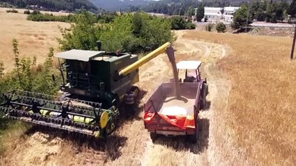 MERSİN - Hasadı yapılan yerli Kunduru buğdayı un yapılarak vatandaşlara dağıtılacak