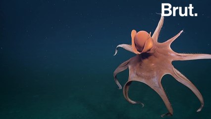 Why this rare octopod balloons itself