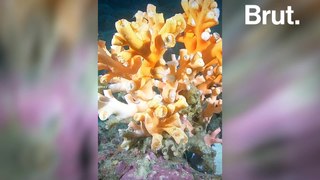 Divers are restoring coral reefs back to life