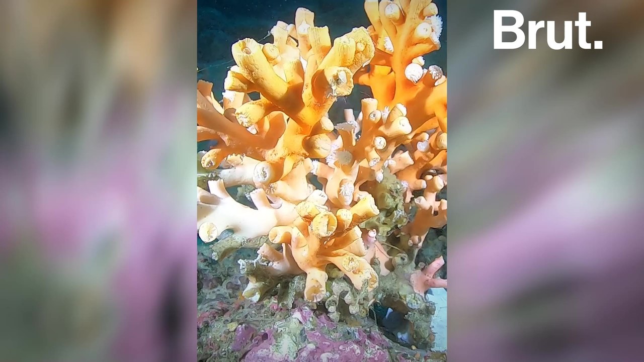 Divers are restoring coral reefs back to life