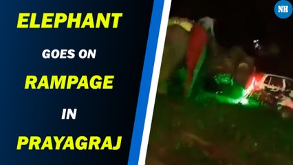Irked over noise at wedding, elephant goes on rampage in Prayagraj