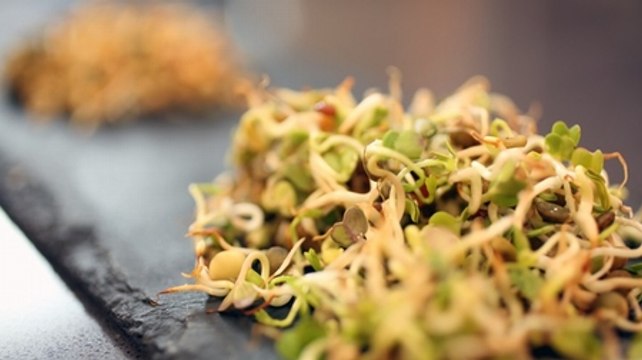 Graines germées : comment faire pousser des graines germées chez soi