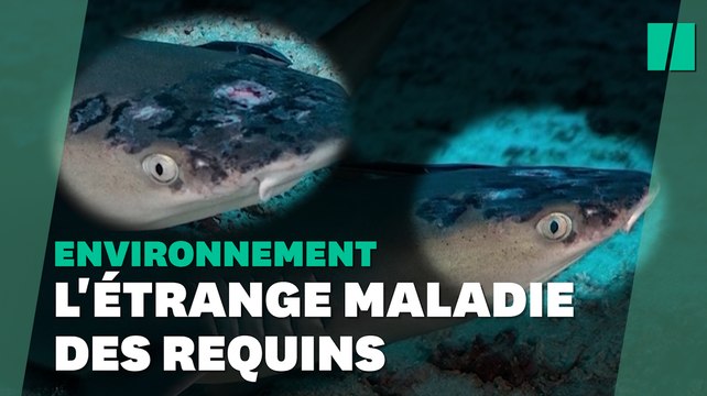 Les requins pointe blanche touchés par une mystérieuse maladie de la peau