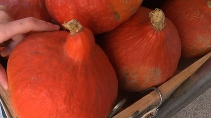 Recettes de potimarron : c'est la saison !