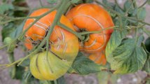 Savez-vous planter des tomates  Conseils glanés au festival de la tomate