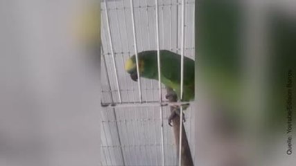 Anime seu dia com esse papagaio cantando Rihanna