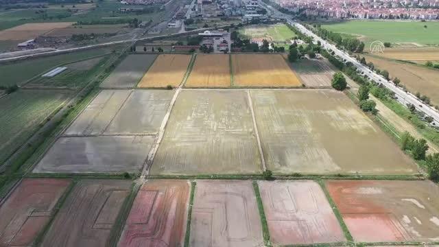 ÜRETİMDEN İHRACATA TARIM - Trakya Tarımsal Araştırma Enstitüsü geliştirdiği çeltik çeşitleriyle üretime katkı sağlıyor