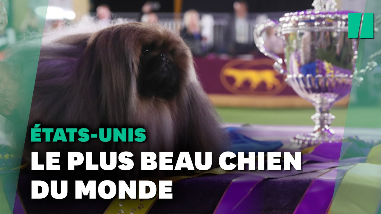 Le plus fameux concours de chiens du monde remporté par ce pékinois nommé Wasabi