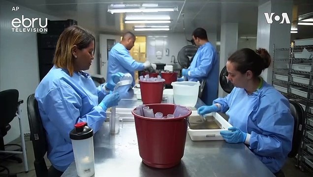 Scientists Grow Mosquitoes In Lab Infected With Dengue