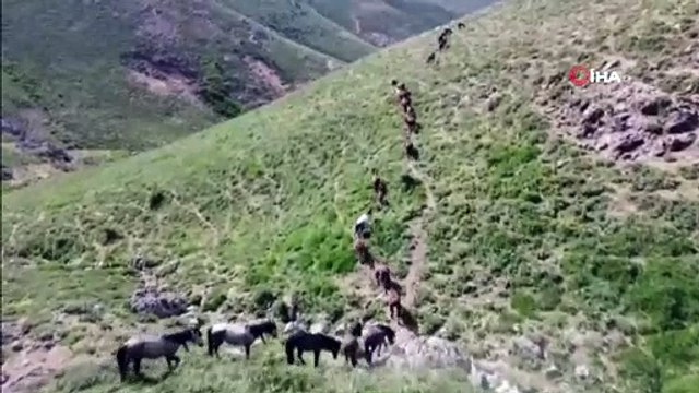 Yılkı atları böyle görüntülendi