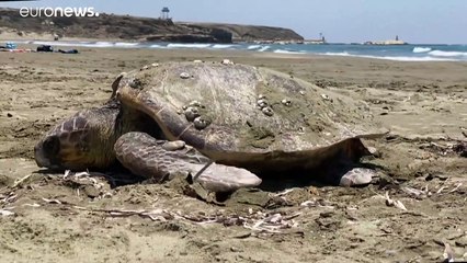 Οι θαλάσσιες χελώνες της Κύπρου: Ξεκίνησε η περίοδος αναπαραγωγής τους