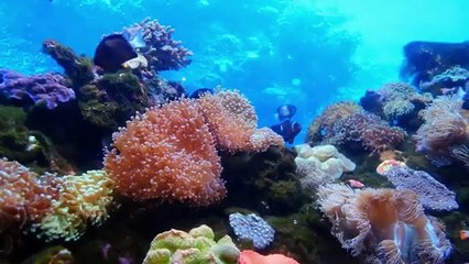 Beautiful Relaxing Music for Stress Relief • Meditation Music, Sleep Music, Ambient Study Music