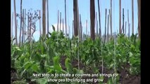 Snow Pea Farming and Harvest - Snow Pea Cultivation
