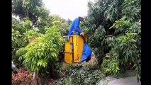 Tropical Fruit Farm Harvest - Lychee, Longan, Rambutan Harvesting - Amazing Agriculture Technology