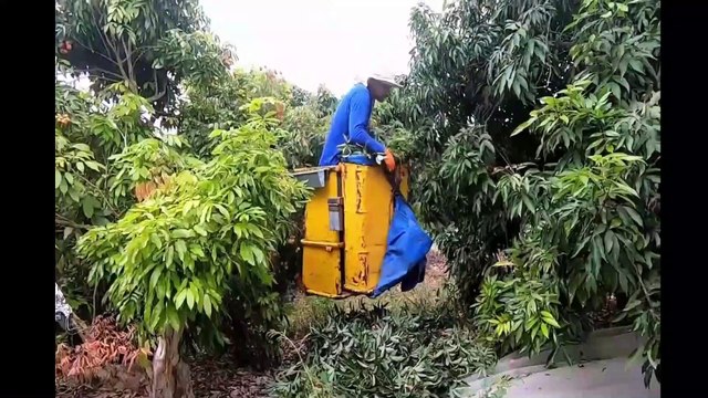 Tropical Fruit Farm Harvest - Lychee, Longan, Rambutan Harvesting - Amazing Agriculture Technology
