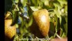 Awesome Pears Cultivation Technology - Pears Farming and Harvest - Pears Processing