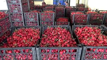Tokat'ta ihracatlık kirazda rekolte kaybı