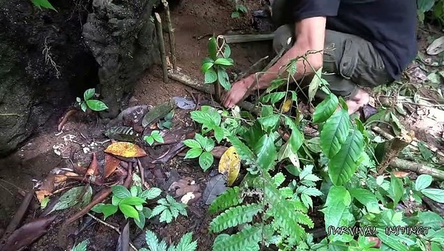 Traps and Grills, Mountain Rats, Survival in the tropical Rainforest, ep 10