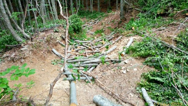 Uludağ’daki ağaç katliamına tepki: Tüm hızıyla sürüyor