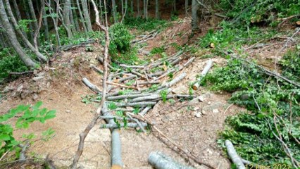 Uludağ’daki ağaç katliamına tepki: Tüm hızıyla sürüyor