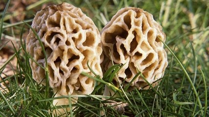 Morilles fraiches ou séchées : comment préparer les morilles