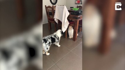 - Puppy Strikes Up Unlikely Friendship With Rescue Cat_# ANIMAL LOVERS