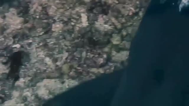 Una extraña lesión afecta a los tiburones de arrecife de punta blanca de Malasia