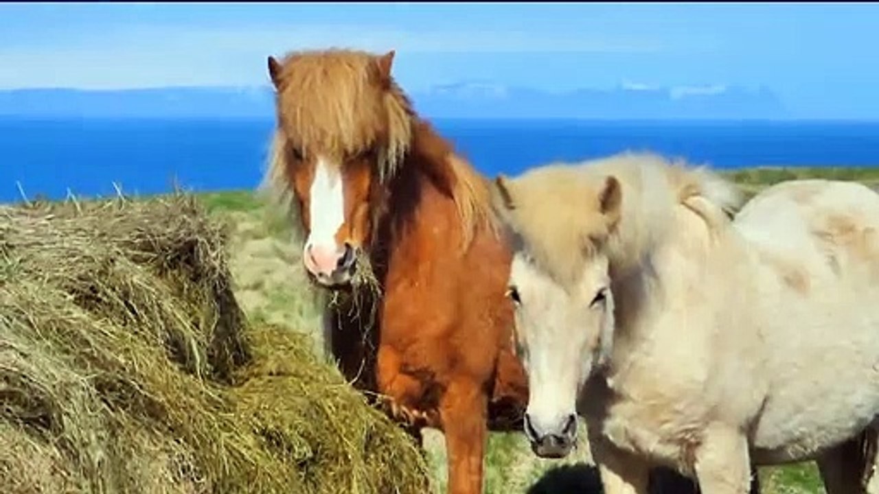 Iceland  Instrumental music. Icelandic ambient music,  Icelandic background music, Icelandic folk.