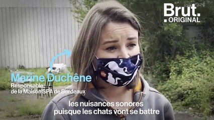 À Bordeaux, Marine se mobilise pour limiter la propagation des chats errants