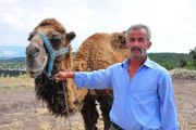 Şampiyon dövüşçü deve kurban için 40 bin liradan satışa çıktı