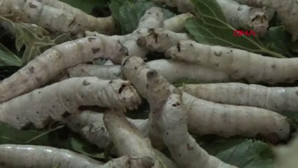 GAZİANTEP İPEK BÖCEĞİ YETİŞTİRİCİLİĞİ YAPIYOR