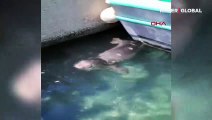 Antalya Kaş'ta nesli tehlike altındaki Akdeniz foku, limanda görüntülendi