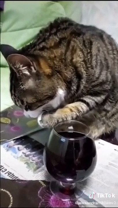 Cat Got Drunked