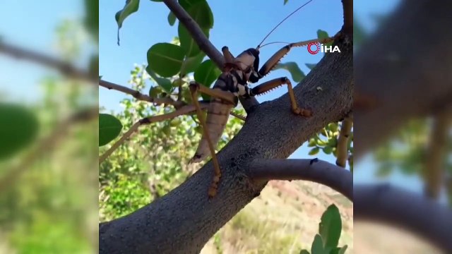 Siirt’te etçil çekirge görüldü
