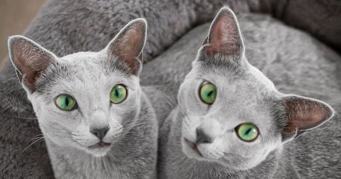 Avec leurs yeux verts envoûtants, ces chattes ont conquis le cœur des internautes