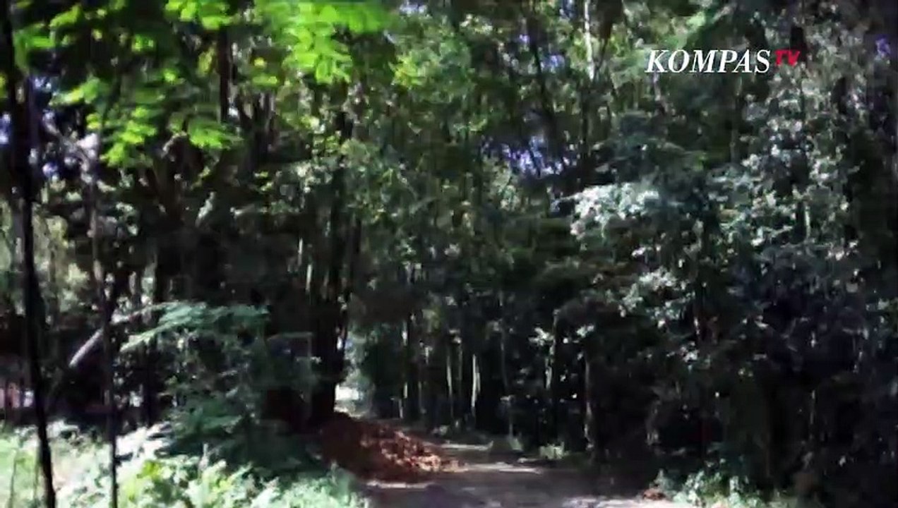 Bunga Bangkai Langka Mekar di Hutan Pontianak