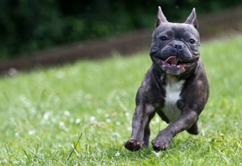 These Dog Breeds Have Gained the Most in Popularity Since 1999
