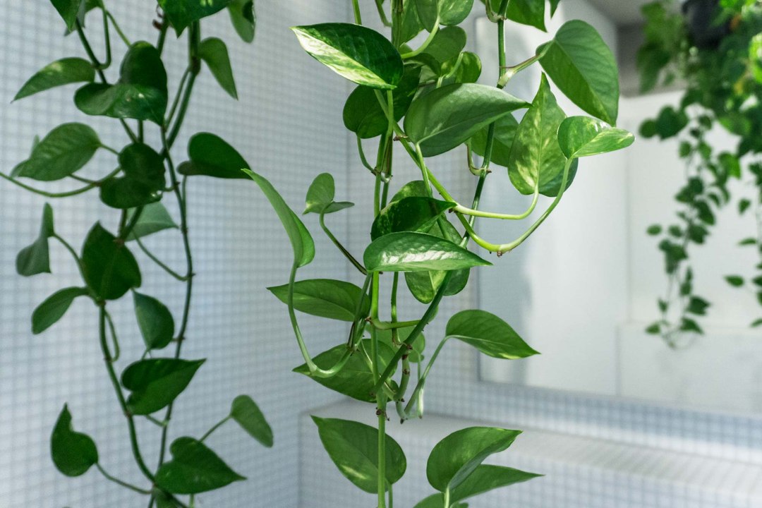 Low-Light Indoor Plants That Can Liven Up That Shady Corner of Your Living Space