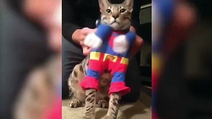 Best Cats & Dogs funny videos (2021) _ Four Legged World