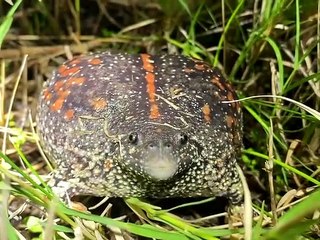 Rare Mexican Burrowing Toad Croaks Away