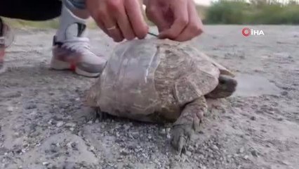 Siirt'te plastik şişeye sıkışan kaplumbağa vatandaşlar tarafından kurtarıldı