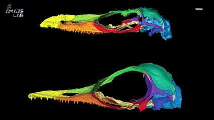 Strange Lizard Preserved in Fossilized Amber for 99 Million Years Puzzles Scientists