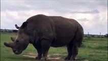 Najin and her daughter Fatu - The Last Two Northern White Rhinos on Planet Earth