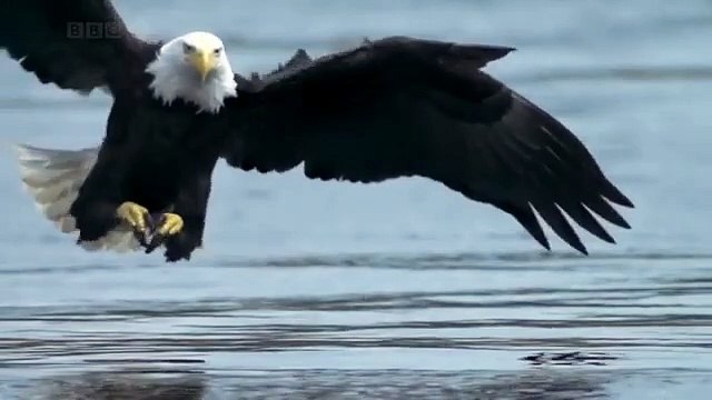 @attitudebgm @attitudestatus attitude WhatsApp status eagle hunting started