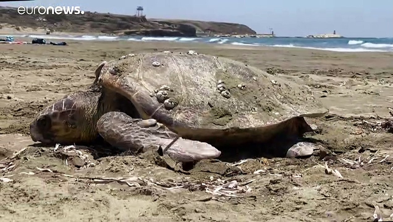 Gunst der Stunde der Meeresschildkröten