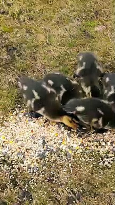 Wild Ducks Respond to Whistle