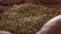 «Une bombe atomique» : pourquoi la guerre du riz basmati fait rage entre l’Inde et le Pakistan