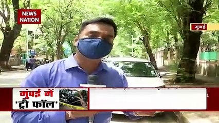 Arborist deployed by BMC to take care of trees
