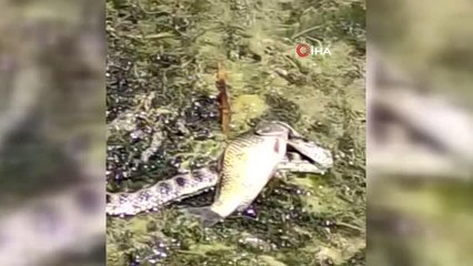 Göl kıyısında yılanların "balık" kapma kavgası