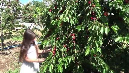 Kiraz üreticisi pazar için destek bekliyor